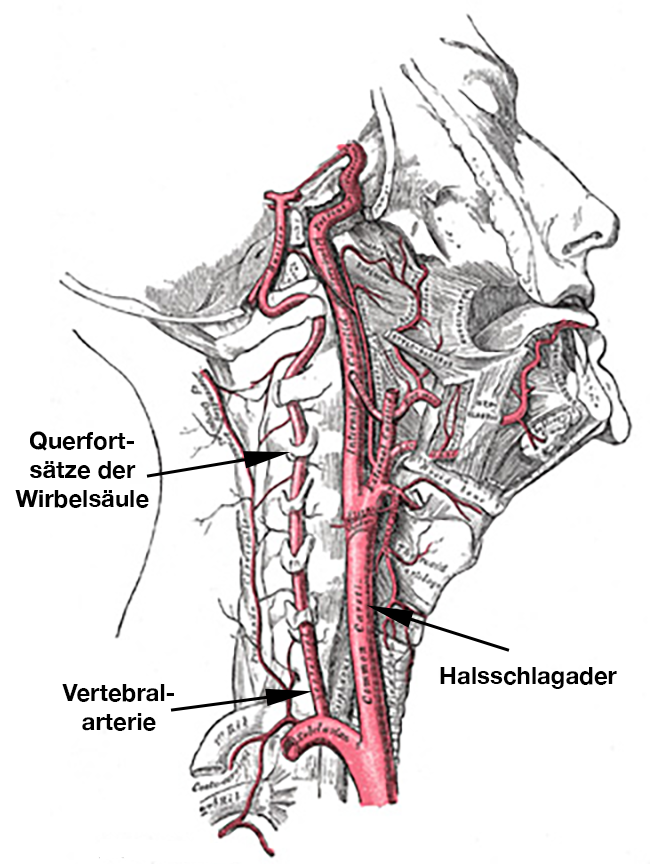 Elektrik des Herzens
